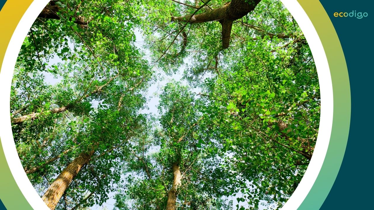 Démarche RSE : la responsabilité sociale et environnementale des collectivités